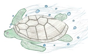 turtle
