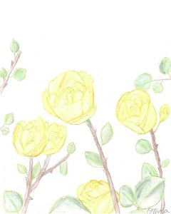 yellow rose